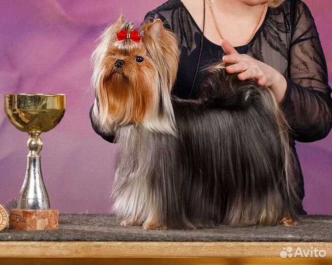 Молодой мальчик Йоркширского терьера для вязки