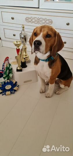 Вязка бигль Чемпион России