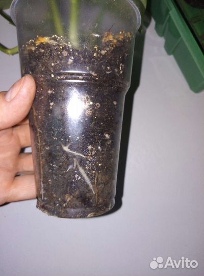 Циссус ромбовидный - березка