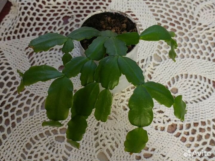 Цветок детка