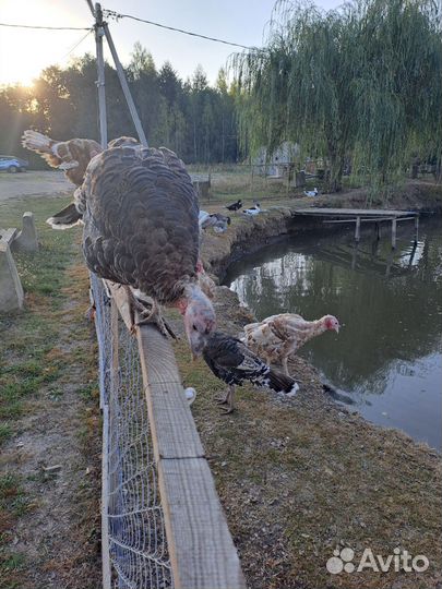 Индюки домашние