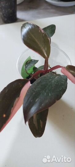 7 филодендронов