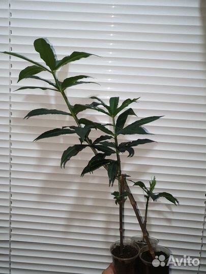Алламанда Allamanda schottii укорененные черенки