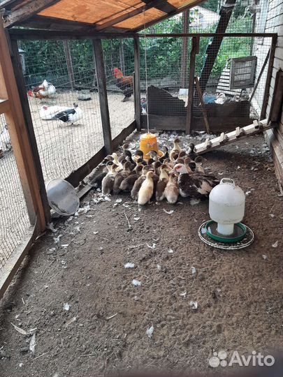 Утята мускусной утки