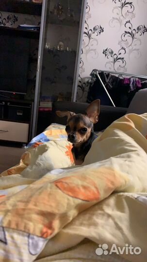 Передержка животных