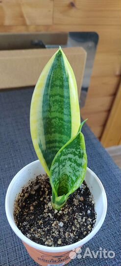 Сансевиерия футура суперба