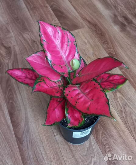 Комнатные растения цветы