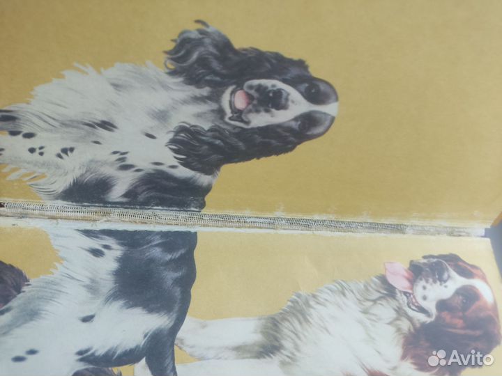 Книга Собака Джоана Палмер