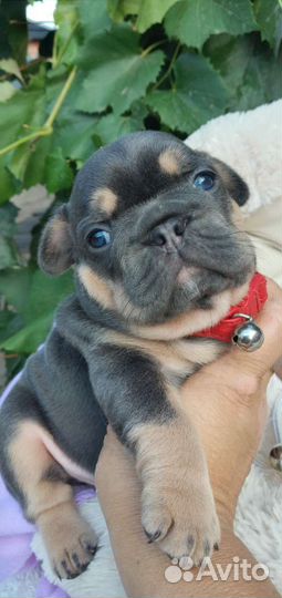 Щеночки французского бульдога