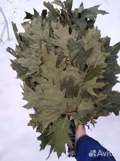 Веники банные