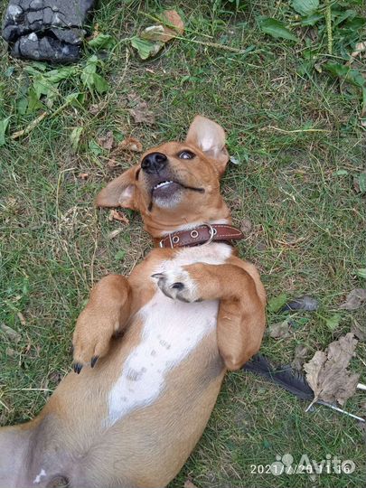 Собака в добрые руки