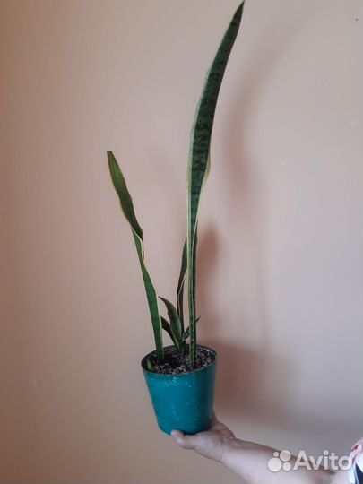 Сансевиерия щучий хвост