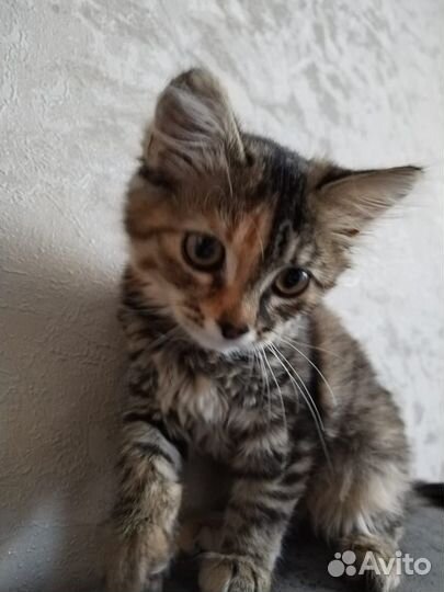 Котёнок девочка 3 месяца