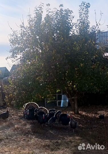 Индюки домашние