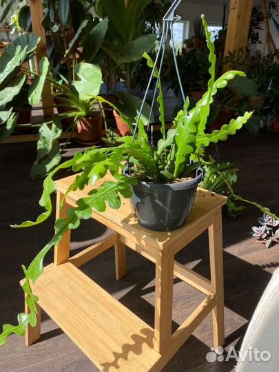 Эпифиллум ангулигер