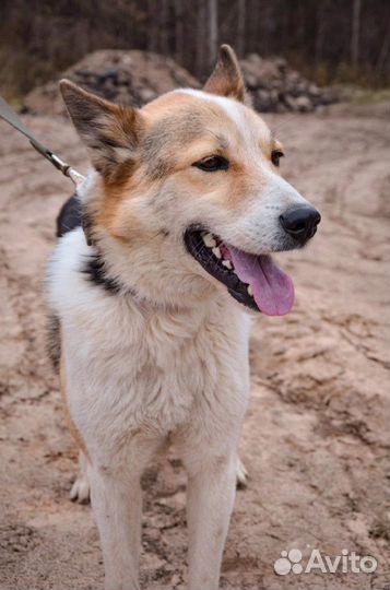 Отдам в добрые руки