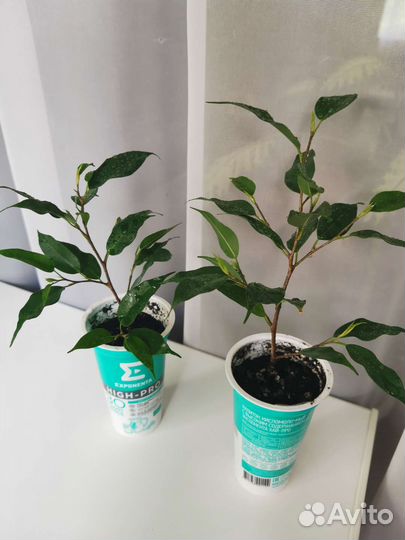 Фикус бенджамина