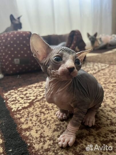 Канадский сфинкс котята