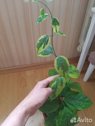 Клеродендрум