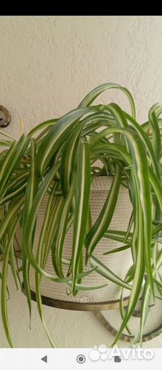 Цветы комнатные в горшках (цена за всё)