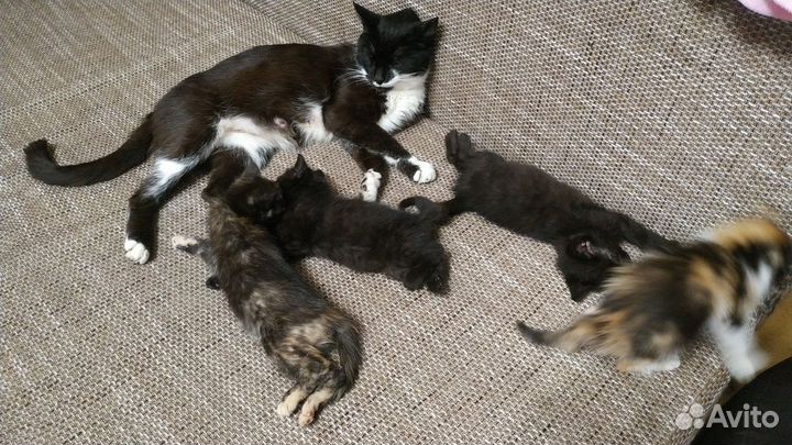 Котята приносящие в дом счастье