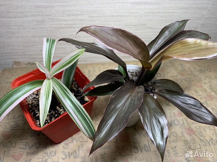 Комнатные растения