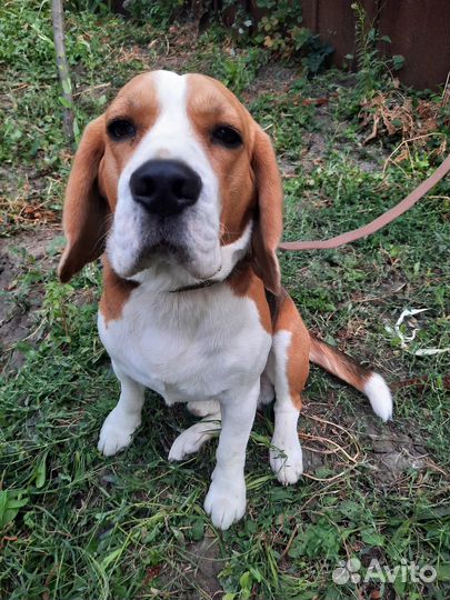 Передержка домашних животных