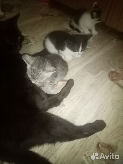 Кошка в дар бесплатно