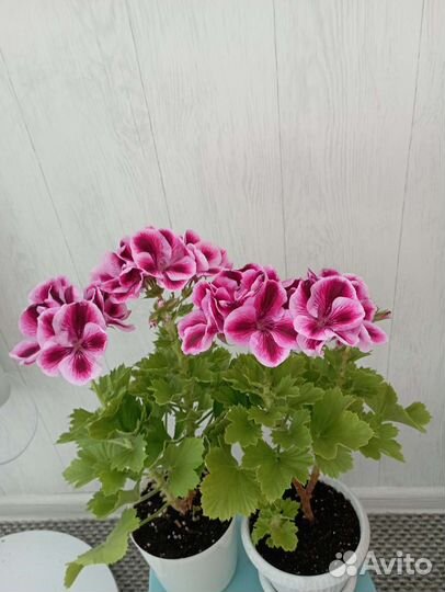 Королевская Пеларгония Рембрандт и Горячий поцелуй