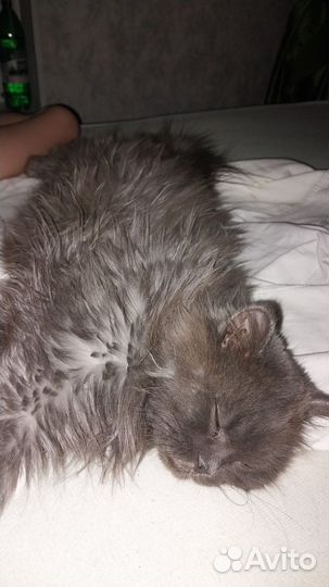 Порода сибирская кошка