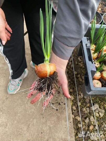 Лук на зелень штудгарт из севка
