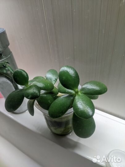 Суккуленты