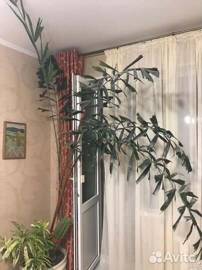 Комнатные растения