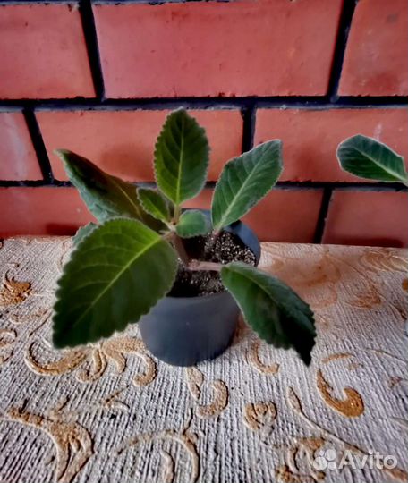 Глоксиния махровая