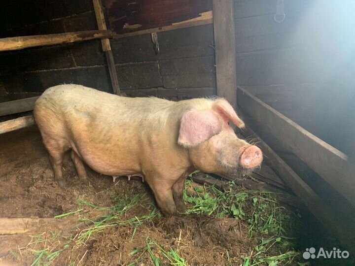 Свинка и хряк 