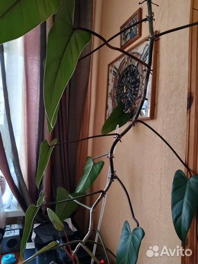 Комнатные цветы