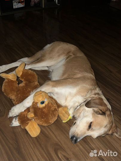 Собака улыбака в добрые руки дар