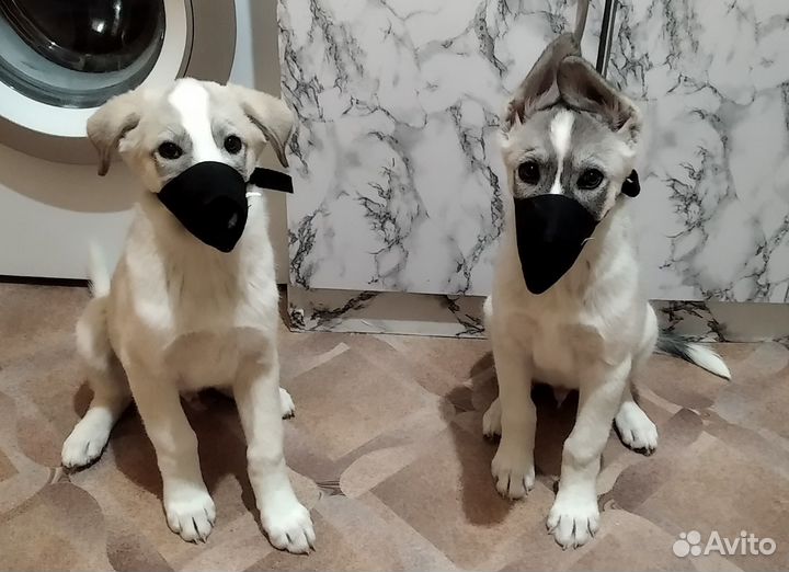 Хаски полукровки Ён и Сан (6-7 мес.)