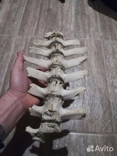 Хребет дельфина