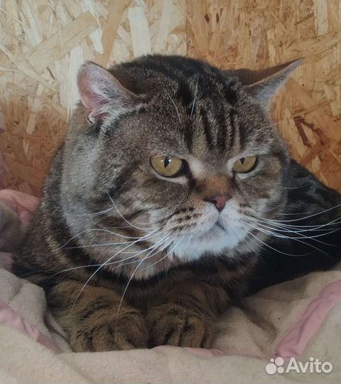 Вязка есть котята