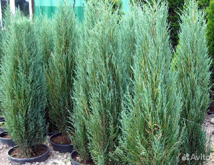 Можжевельник Блю Эрроу от 5 штук