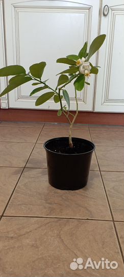 Лимонное дерево