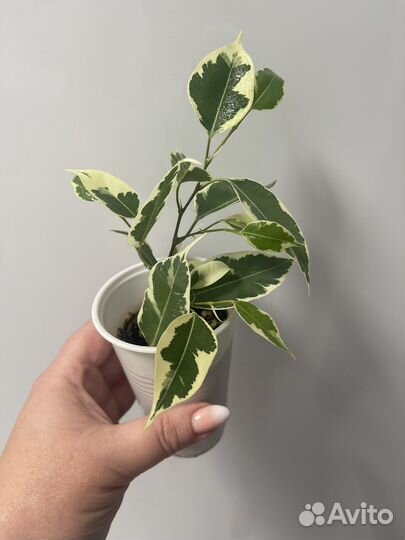 Фикус тинеке, фикус бенжамина твилайт