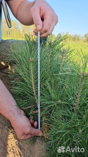 Саженцы сосны и ели окс от производителя