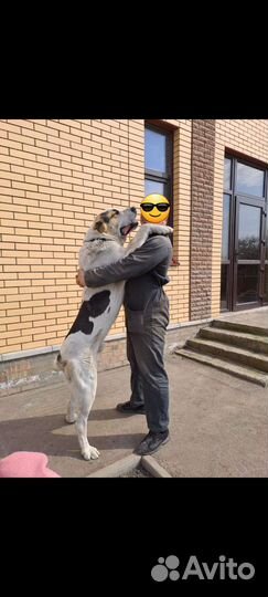 Вязка алабай