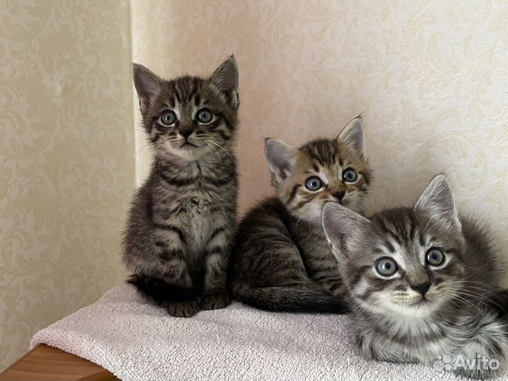 Котята в добрые руки