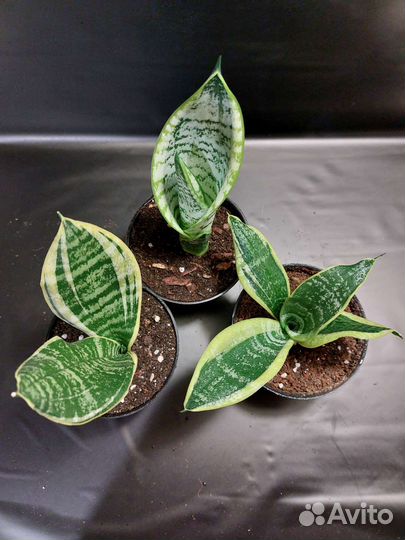 Комнатные растения Сансевиерия Футура Суперба