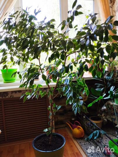 Фикус бенджамина большой