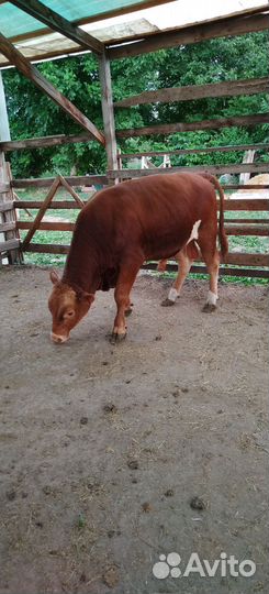 Быки на племя