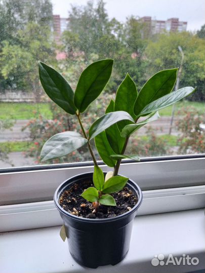 Замиокулькасы молодые